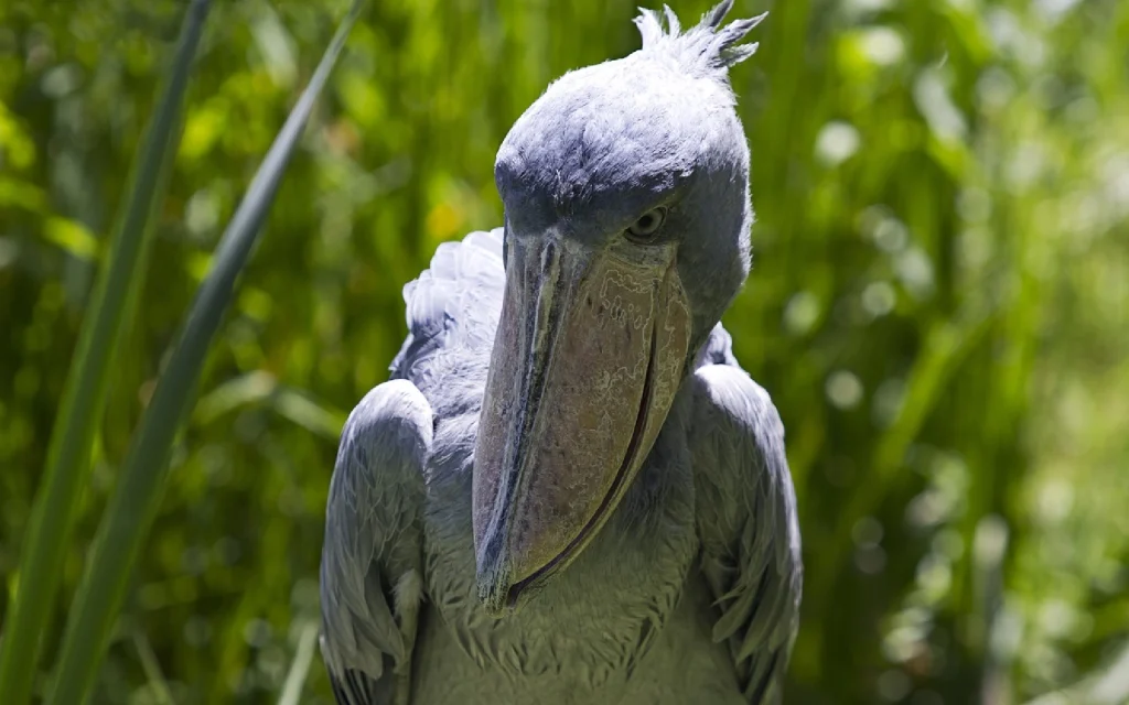 Shoebill