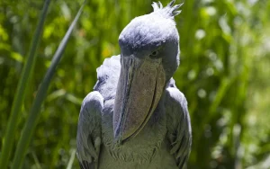 Shoebill