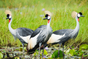 Birding Uganda